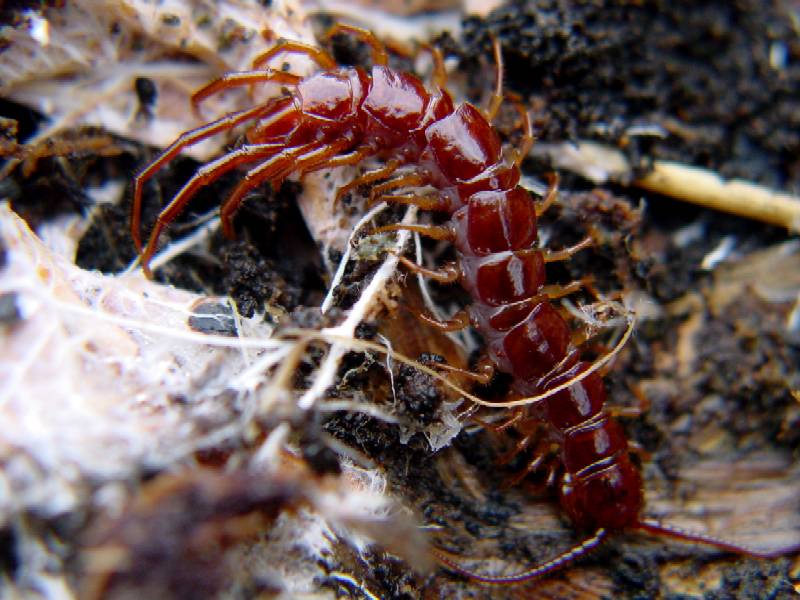 Lithobius